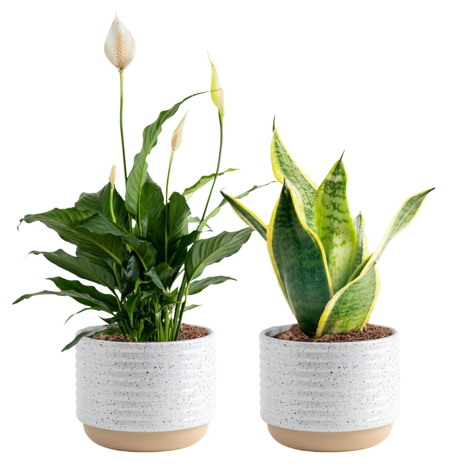 Costa Farms Live Plants (Pack of 2), Easy to Grow Real Indoor Houseplants, Air Purifying Plants, Grower&#39;s Choice in Home D cor Indoors Plant Pots, New House Gift or Room D cor
