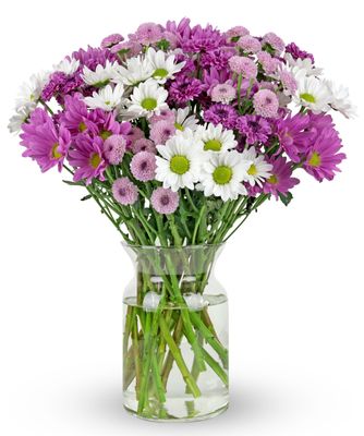 Benchmark Bouquets - 16 Stem Chrysanthemum Daisies (Glass Vase Included) - Fresh Flowers for Delivery - Gift for Graduation, Birthday, Anniversary, Sympathy, Get Well, Congratulations