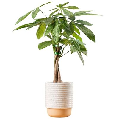 Costa Farms Money Tree Live Plant 12-16 Inches Tall Bonsai Easy to Grow Indoor Houseplant in Plant Pot Home, Office, or Room Decor Birthday, Housewarming Gift