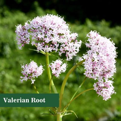 MuuKoo Valerian Root Liquid Drops Valerian Root Extract Liquid Valeriana officinalis, Herbal Supplement,Support Sleep, Calm and Stress Relief,1-Ounce