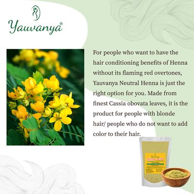 Yauvanya 100 pure Neutral Henna (Cassia Obovata) Powder for BlondeGolden hair Colorless Henna Natural Hair Conditioner For Soft, Silky, Shiny hair - 3x100gms