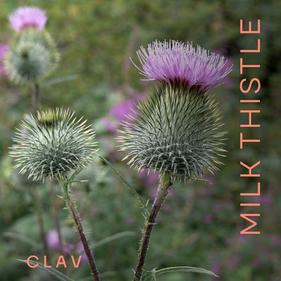 CLAV Organic Milk Thistle &amp; Artichoke Extract Complex -Rich in Silymarin &amp; Bitters - Liver Support Detox Supplement - 120 Capsules 60 Days Supply - Vegan - Made in Germany