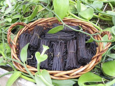 Bakto Flavors Ground Vanilla Beans - Madagascar- Vanilla planifolia, 65g -2.3 OZ Jar