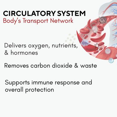 Bricker Labs OptiFlow Blood Circulation Vitamins, Naturally Supports Healthy Blood Flow, Contains FruitFlow and resVida Trans resveratrol. Blood Optimizer Supplement, 30 Capsules