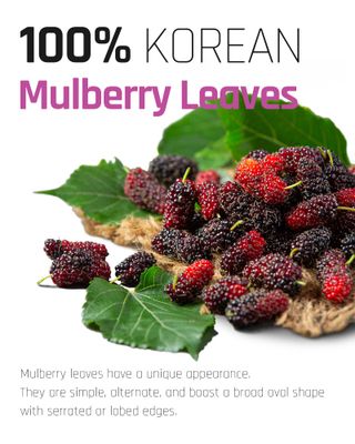 Ssanggye Wild Mulberry Leaves Tea 1.0g X 40 Tea Bags, Premium Korean Herbal Tea Hot Cold Caffeine-free Herb Savory 4 Seasons Great Daily Drink Made in Korea