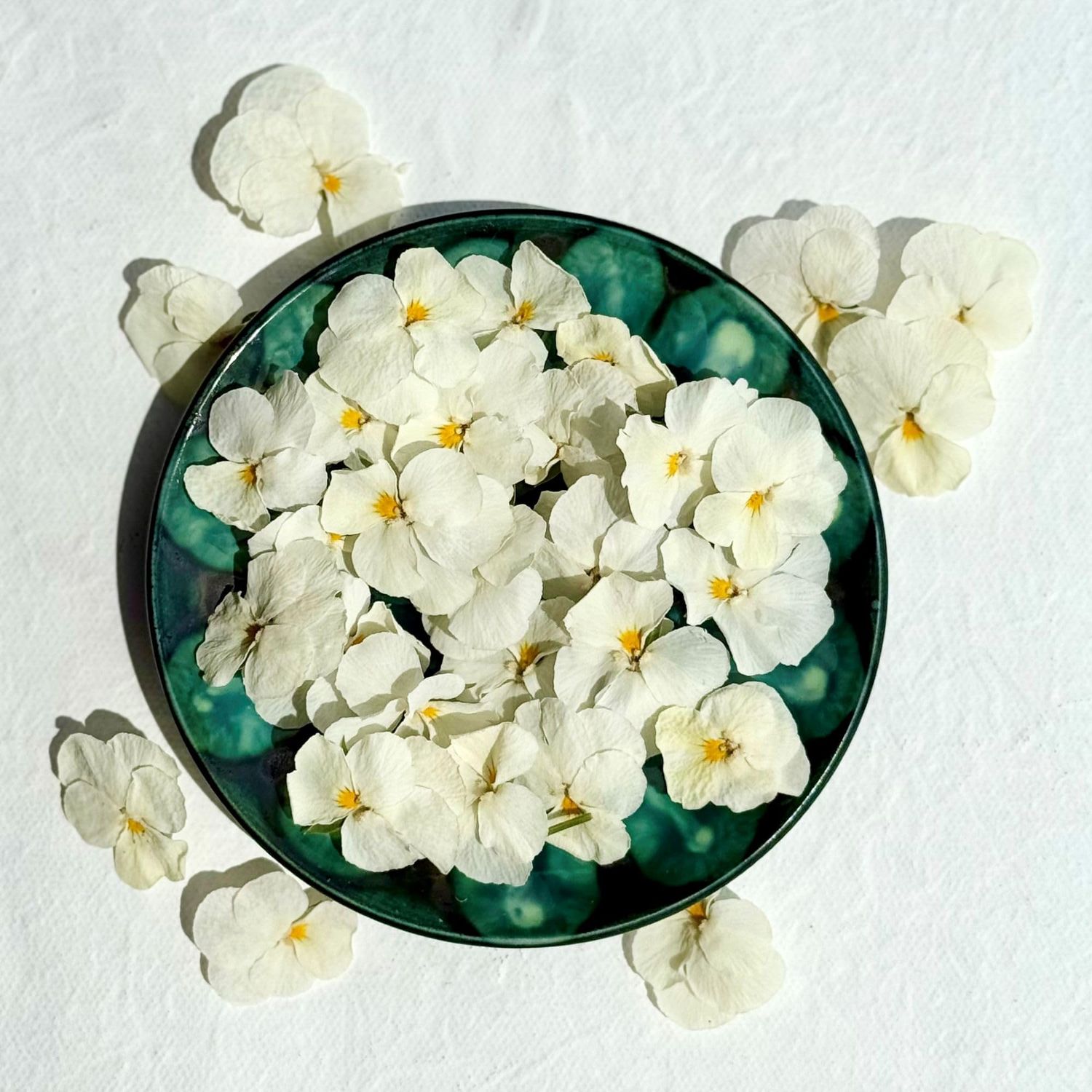 Edible Freeze Dried White Violas - 20 Flower Heads - UK Grown &amp; Dried - Food Grade (544)