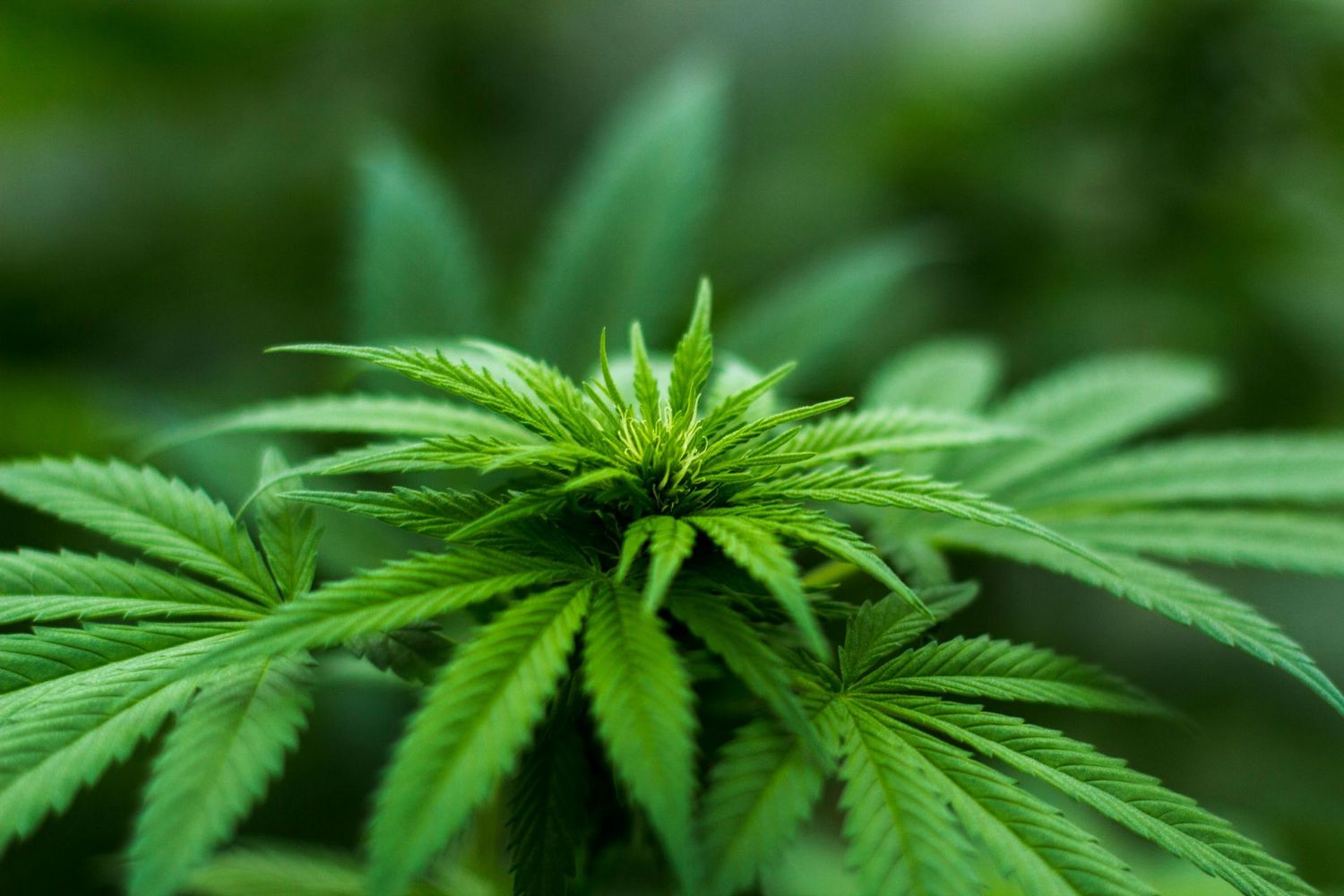 Medical Marijuana (Sample Product)