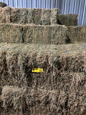 BALE - Lucerne