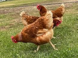 Point Of Lay Hens {Isa Brown}