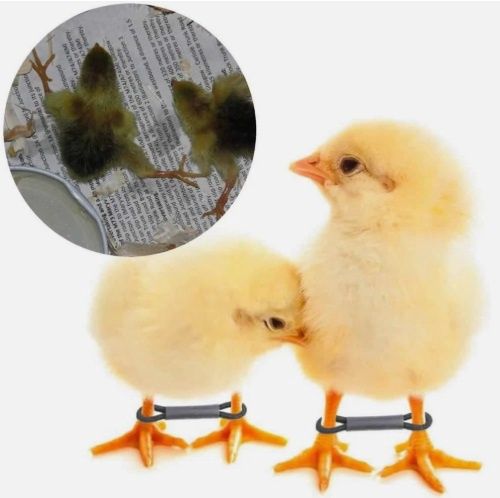 SPLAY LEG HOBBLES For Chicks - 5 Pack