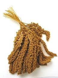 AUSTWIDE - Millet Spray