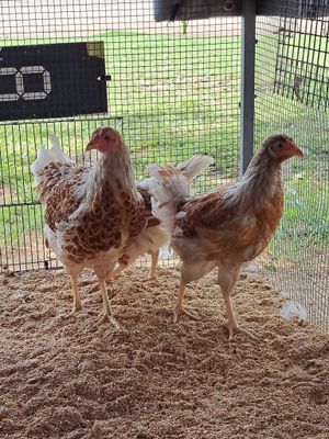 Wyandotte Pullets