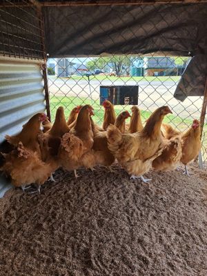Buff Orpington Pullets