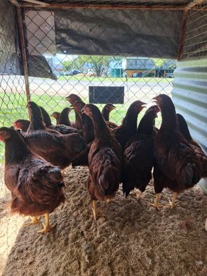 Rhode Island Red Pullets