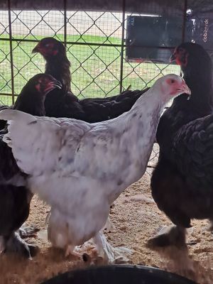 Brahma Pullets
