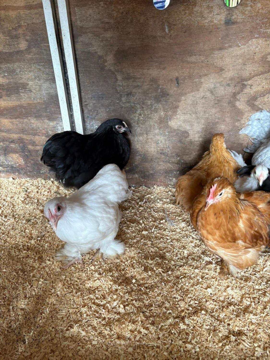 Pekin Pullets