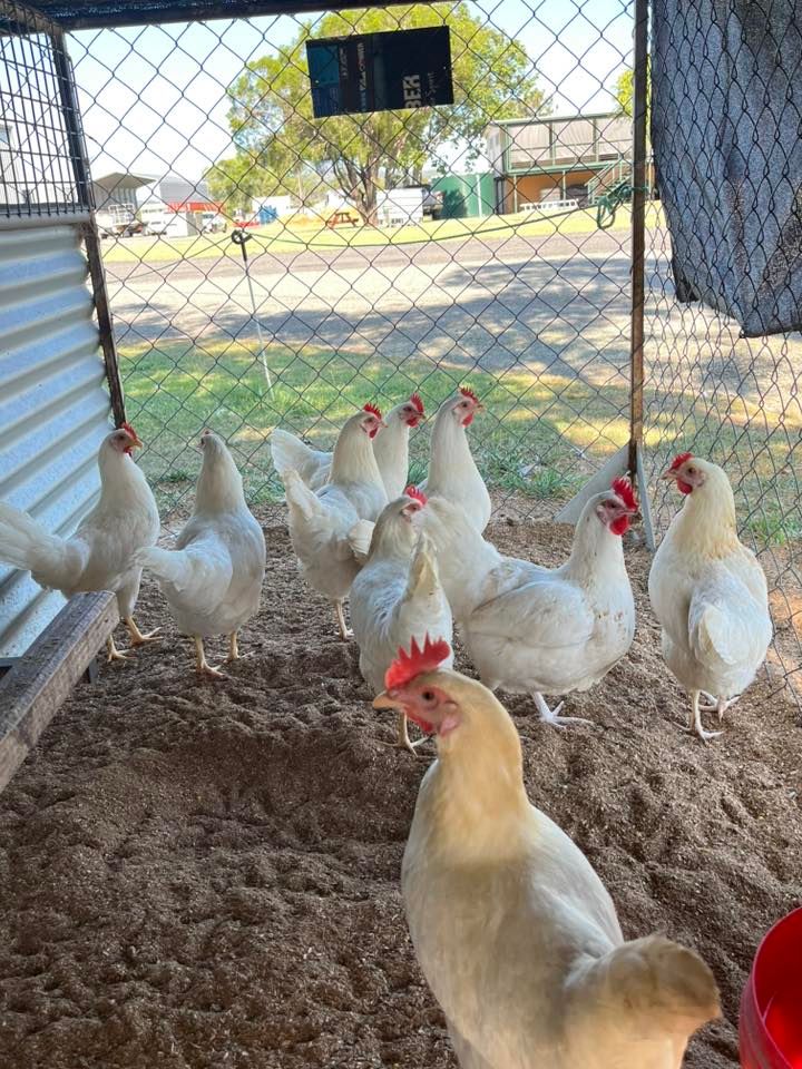 Leghorn Pullets