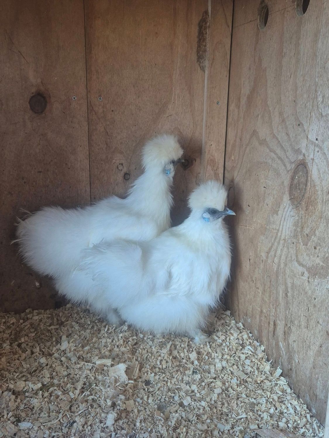 Silkie Pullets