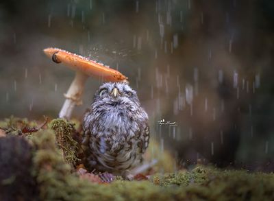 Pieczywo