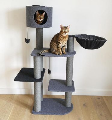 Cats