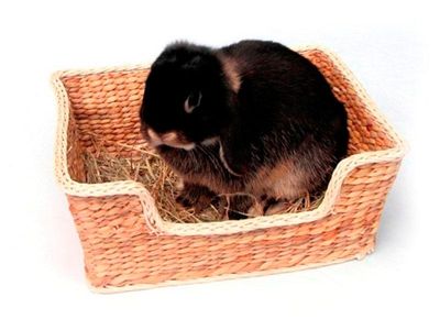 Small Animals