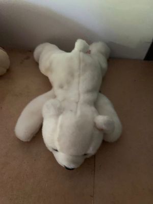 Teddy