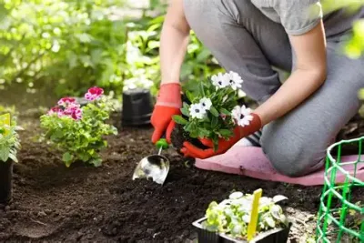 Garden and Landscaping