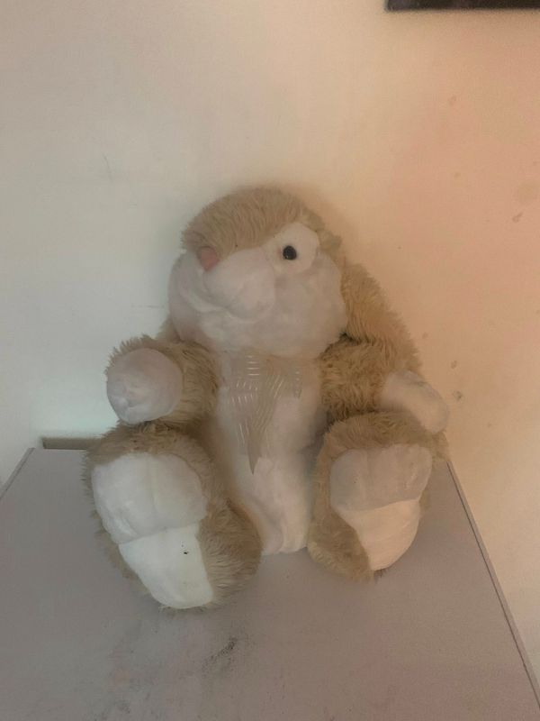 Teddy