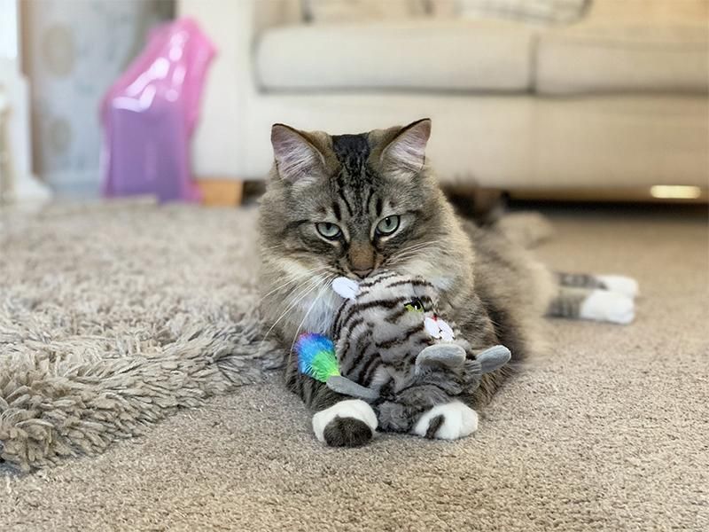 Reversible Moody Moggy Grab Toy