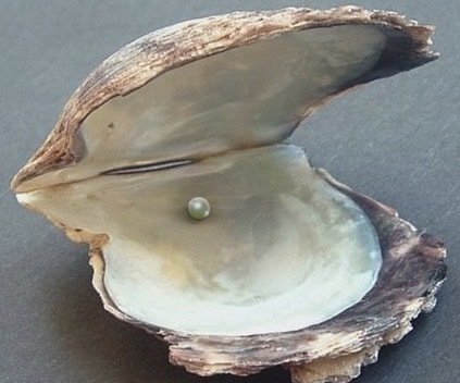 1 Angel Pearl Oyster
