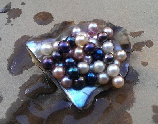 3 Pre-Party Angel Pearl Oysters