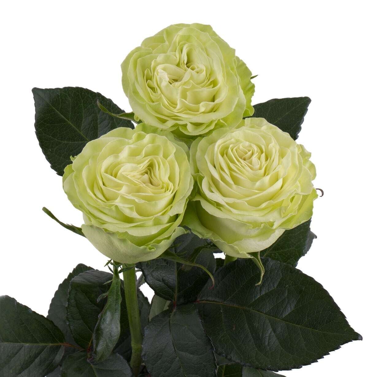 Букет из роз "Васаби" 70 см высотой