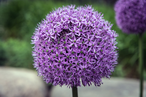 Allium Gladiator, Spring/Summer Flowering Bulb Allium Gladiator, Spring/Summer Flowering Bulb