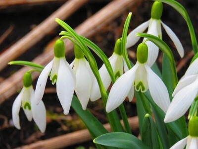Snowdrop Bulb Bags (Galanthus Nivalis) - Spring Flowering Bulbs BULB-ZZB