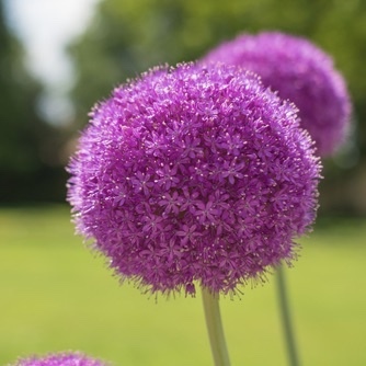 GIANT Allium Collection GIANT Allium Collection
