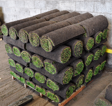 Family Lawn Turf 60m² Value Pack Family Lawn Turf 60m² Value Pack
