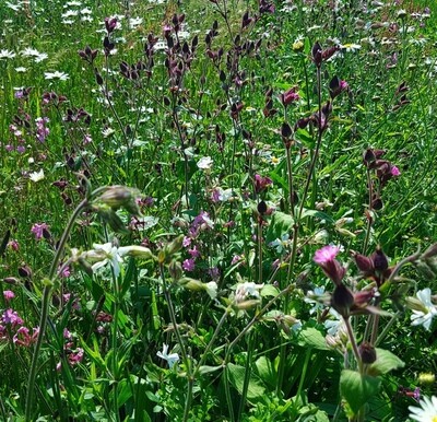 Woodland Shade Meadowmat HT-MEAD-WOODLAND