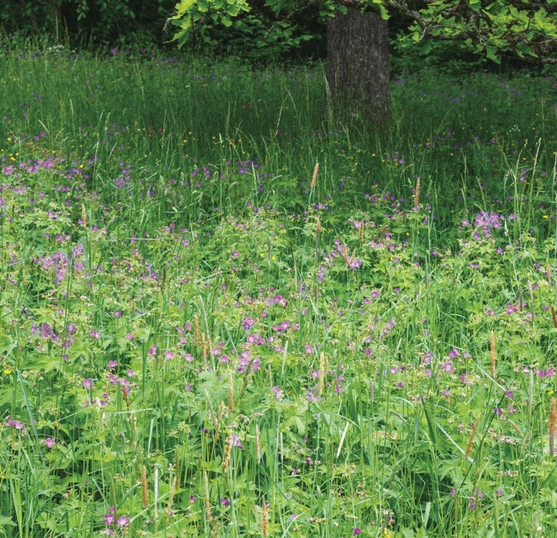 Woodland Shade Meadowmat