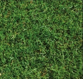 Premium Turf HT-Turf-S6