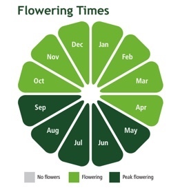 Heritage Wildflower Turf