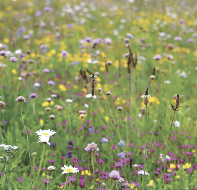 Heritage Wildflower Turf HT-MEAD-HERIT