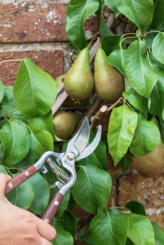 NEW National Trust Secateurs NEW National Trust Secateurs