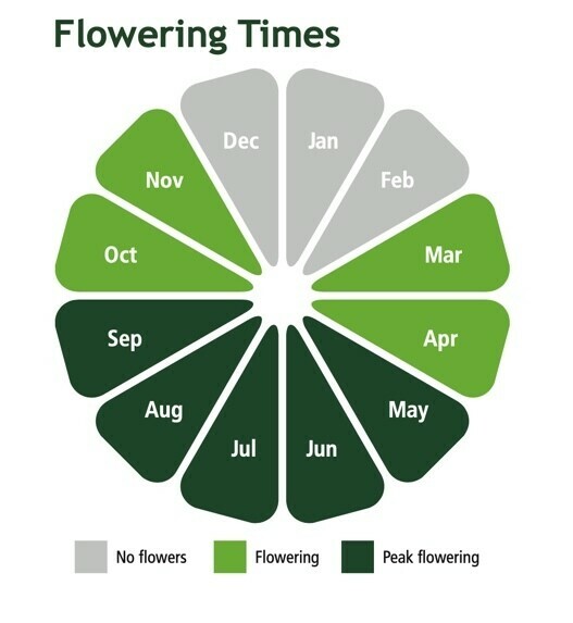 Wild Flower Turf (Traditional)