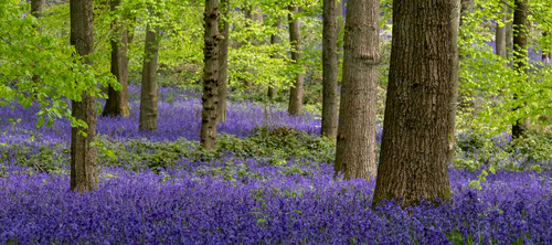 True Native Bluebells, Spring/Summer Flowering Bulb True Native Bluebells, Spring/Summer Flowering Bulb