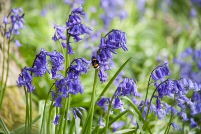 True Native Bluebells, Spring/Summer Flowering Bulb BULB-ZEND-NON
