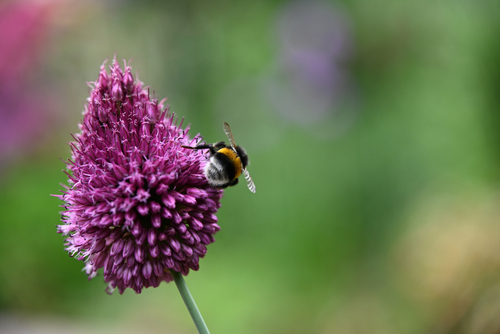 Allium Sphaerocephalon (round-headed/ Drumstick) Spring/Summer Flowering Bulb Allium Sphaerocephalon (round-headed/ Drumstick) Spring/Summer Flowering Bulb