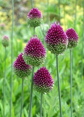 Allium Sphaerocephalon (round-headed/ Drumstick) Spring/Summer Flowering Bulb BULB-ZANE-SPH