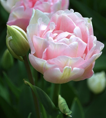 Tulip "Angelique" Peony style Double flower BULB-ZTUL-ANG