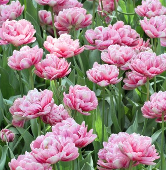 Tulip "Angelique" Peony style Double flower Tulip "Angelique" Peony style Double flower