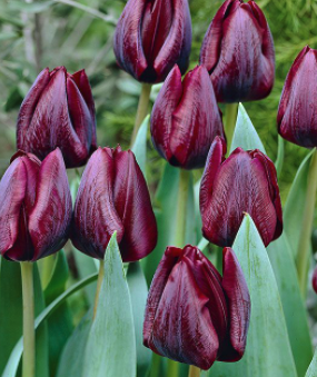 "Ronaldo" Single Tulip Bulb "Ronaldo" Single Tulip Bulb